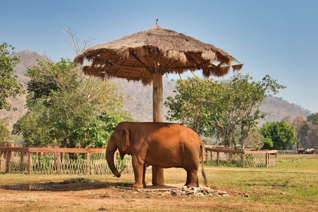 an elephant standing under an umbrella on a field at elephant nature park, thailand 