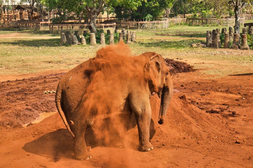 an elephant playing in red sand at elephant nature park.