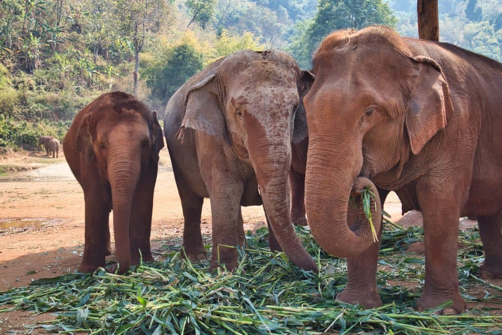 three elephants eating bamboo at elephant nature park in thailand