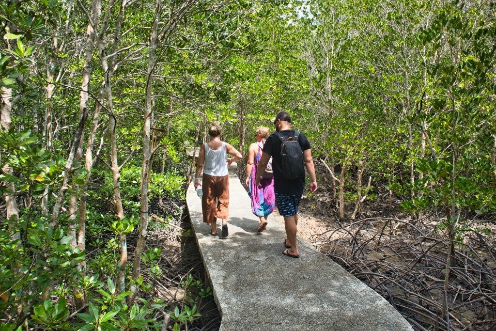 a group of people walking on a concrete path in a mangrove forest, koh lanta, thailand. 