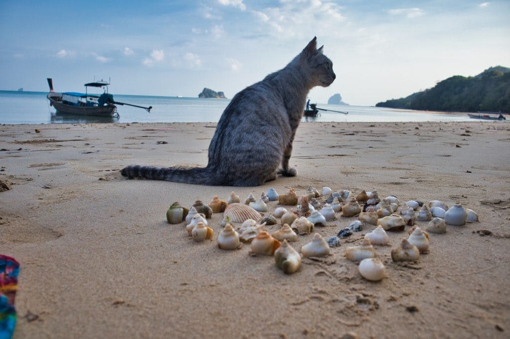 A cat sitting on a koh yao noi beach with sea shells surrounding him and boats behind him. 