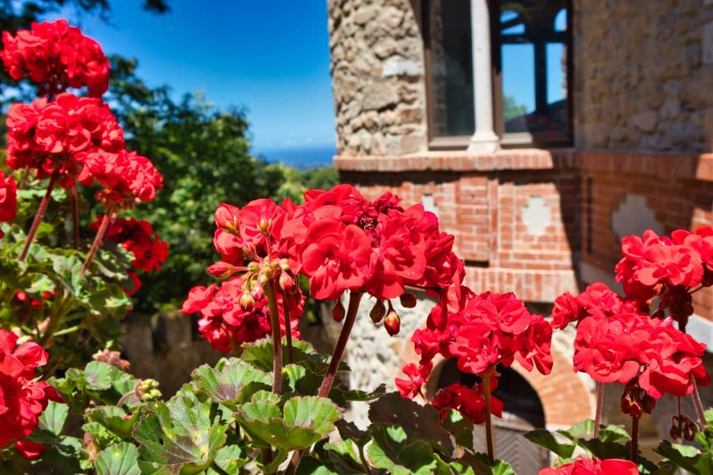 Czerwone kwiaty na tle starego budynku, Sintra, Portugalia.