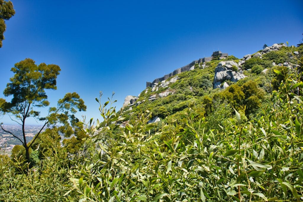 Zamek Maurów w Sintrze widziany z pieszego szlaku w lesie. 