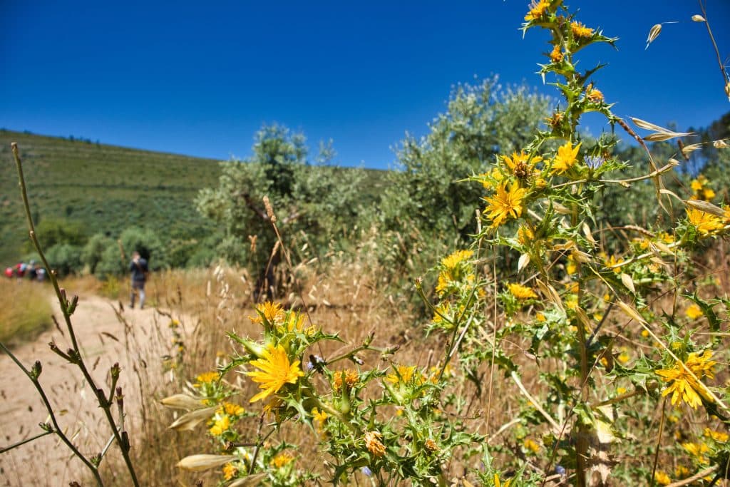 żółte kwiaty na drodze w portugalii