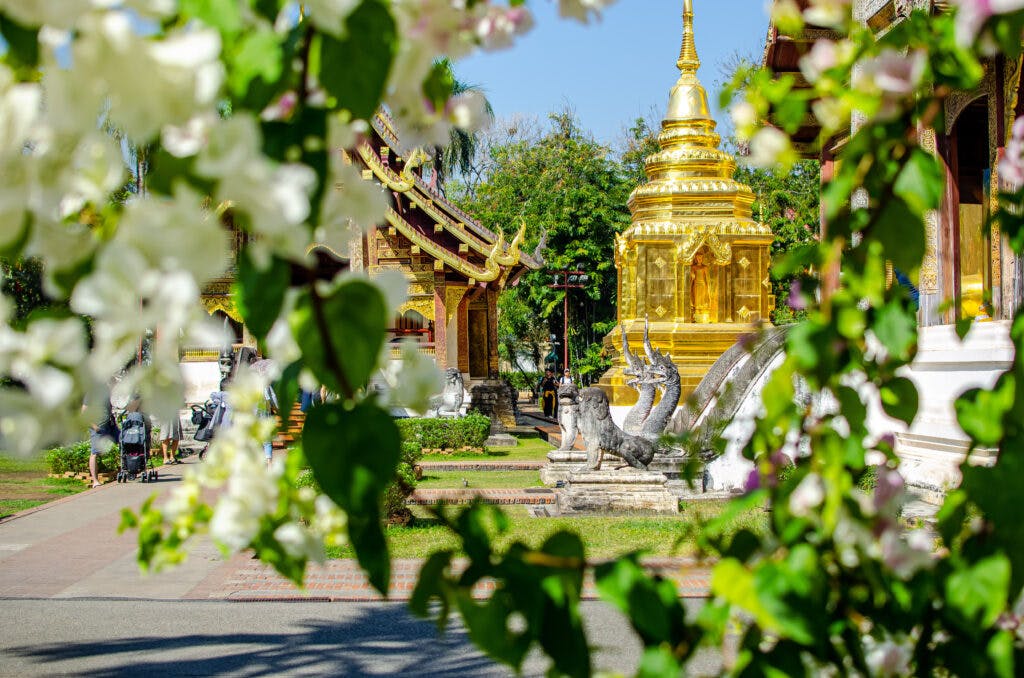 złota świątynia widziana przez ramkę zielonego krzaka. Chiang Mai Thailand.