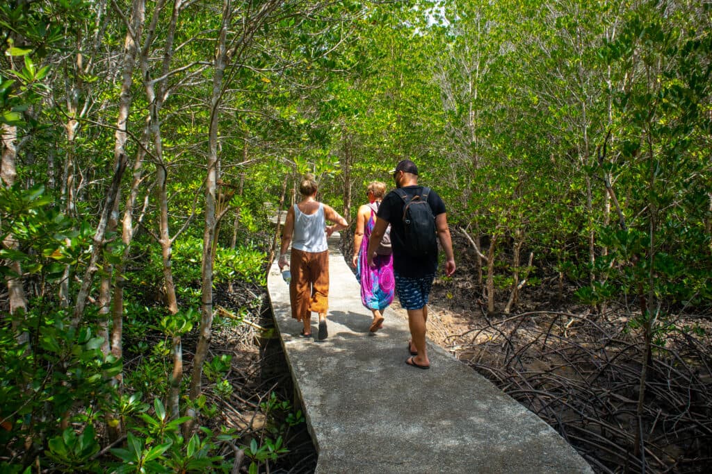 Three people walking in the mangrove forrest on koh lanta.