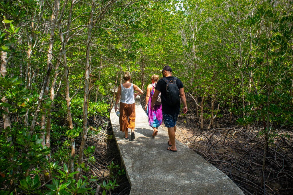 Three people walking in the mangrove forrest on koh lanta. 