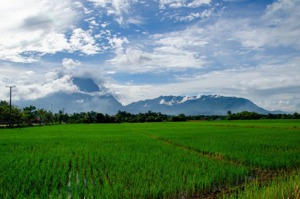Widok na okoliczne góry i pole ryżowe w Chiang Dao. 