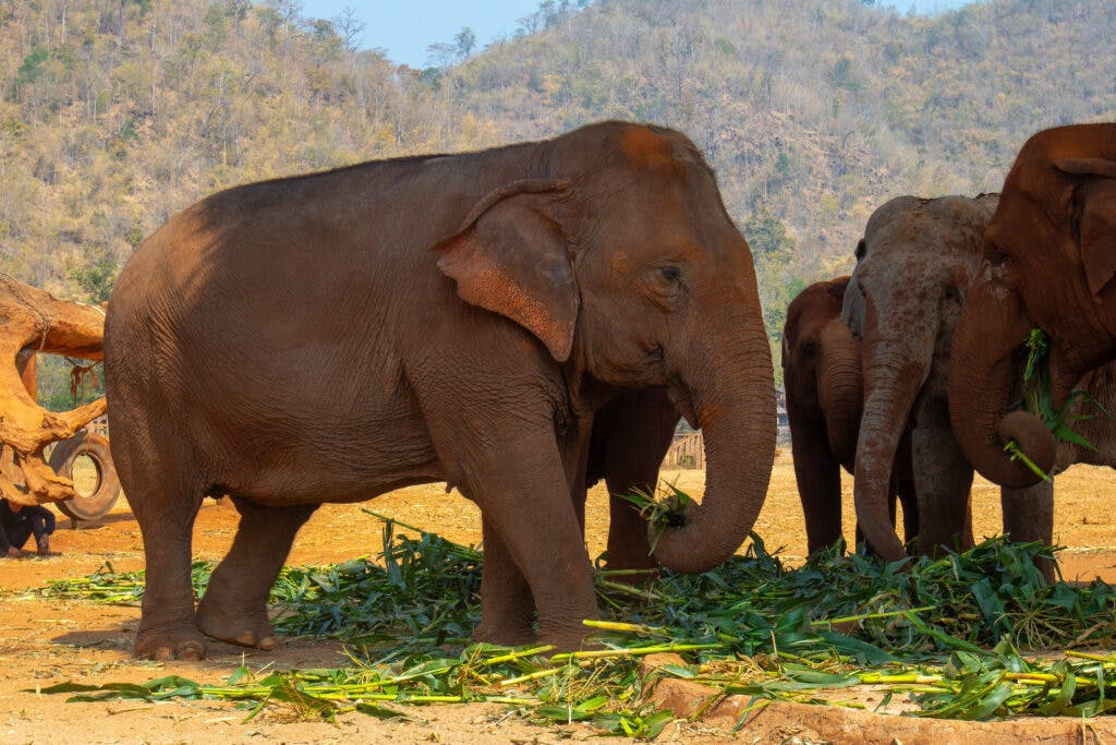 Słonie w Tajlandii. Słonie stoją i jedzą trawę w sanktuarium słonie w Chiang Mai. 