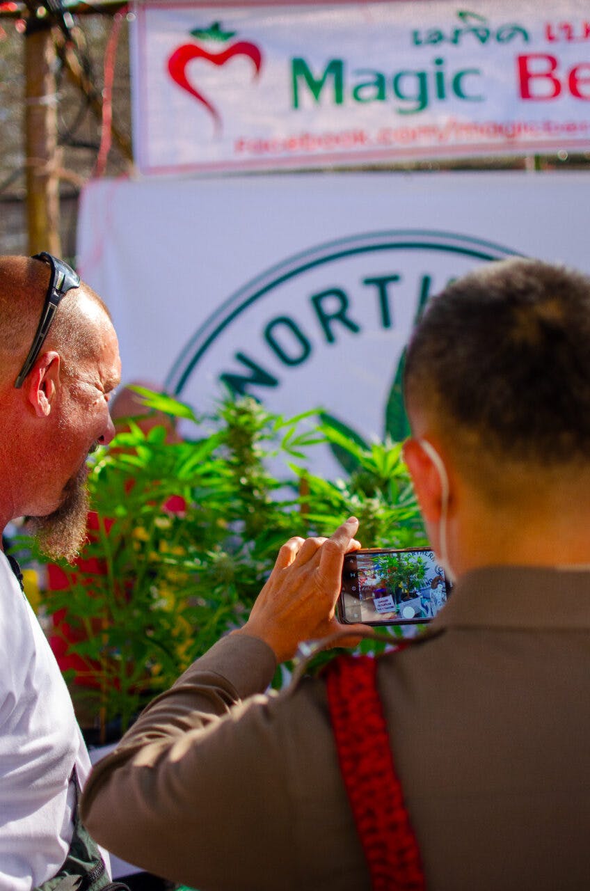 Policjant w Tajlandii robi zdjęcia roślinom marihuany. 