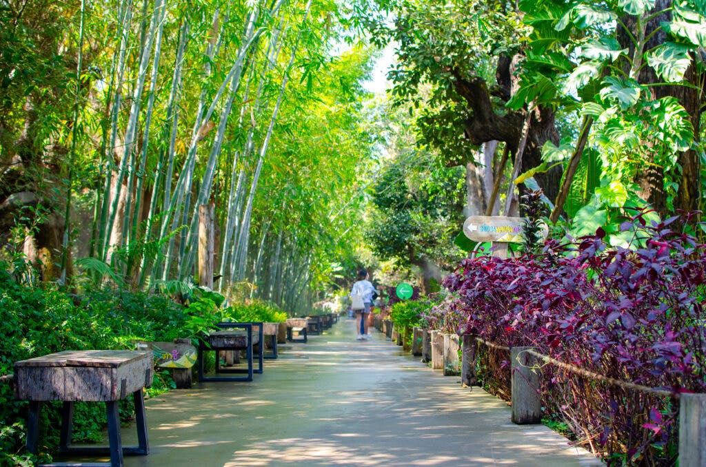 A path leading through a bamboo forest near Chiang Mai. 