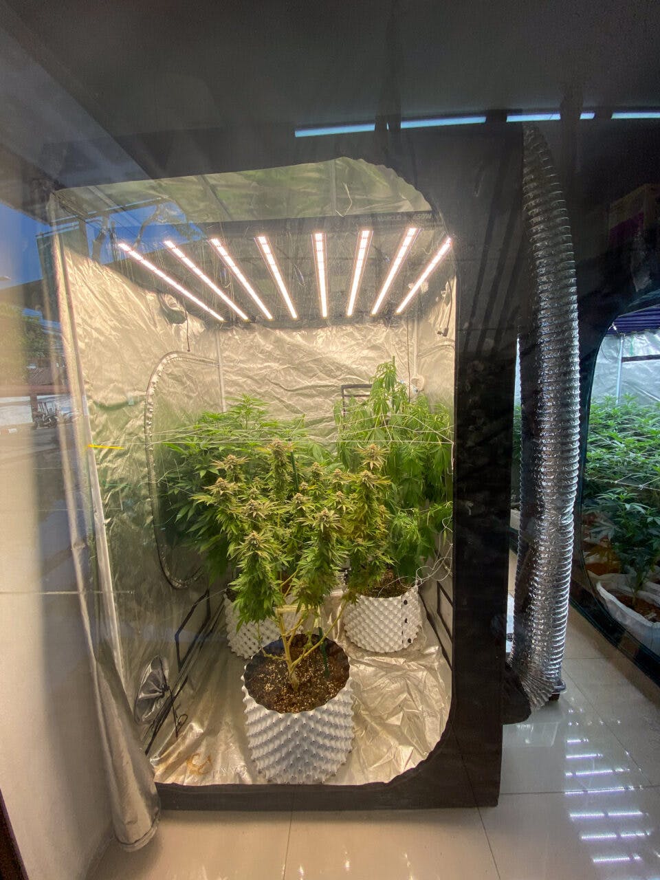 Rośliny marihuany w inkubatorze na ulicy w Chiang Mai, Tajlandia. 