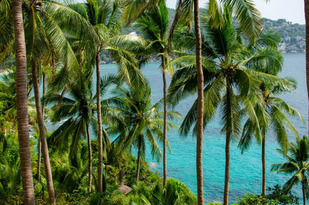 Palm trees on a hill on Koh Tao, overlooking the water and the beach.