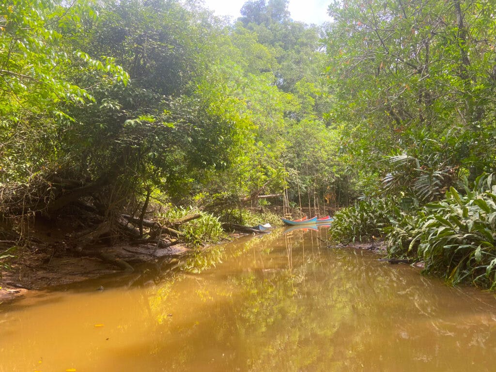 Woda i las namorzynowy w tajlandii, niedaleko parku khao sok. 