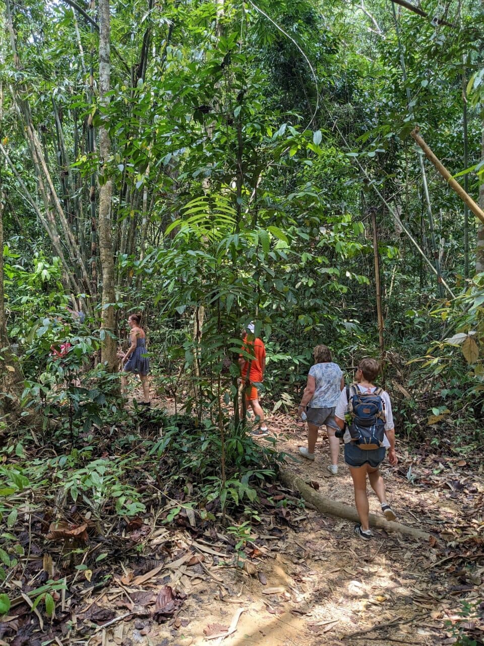 A group of people trek in the khao sok park, in the jungle.