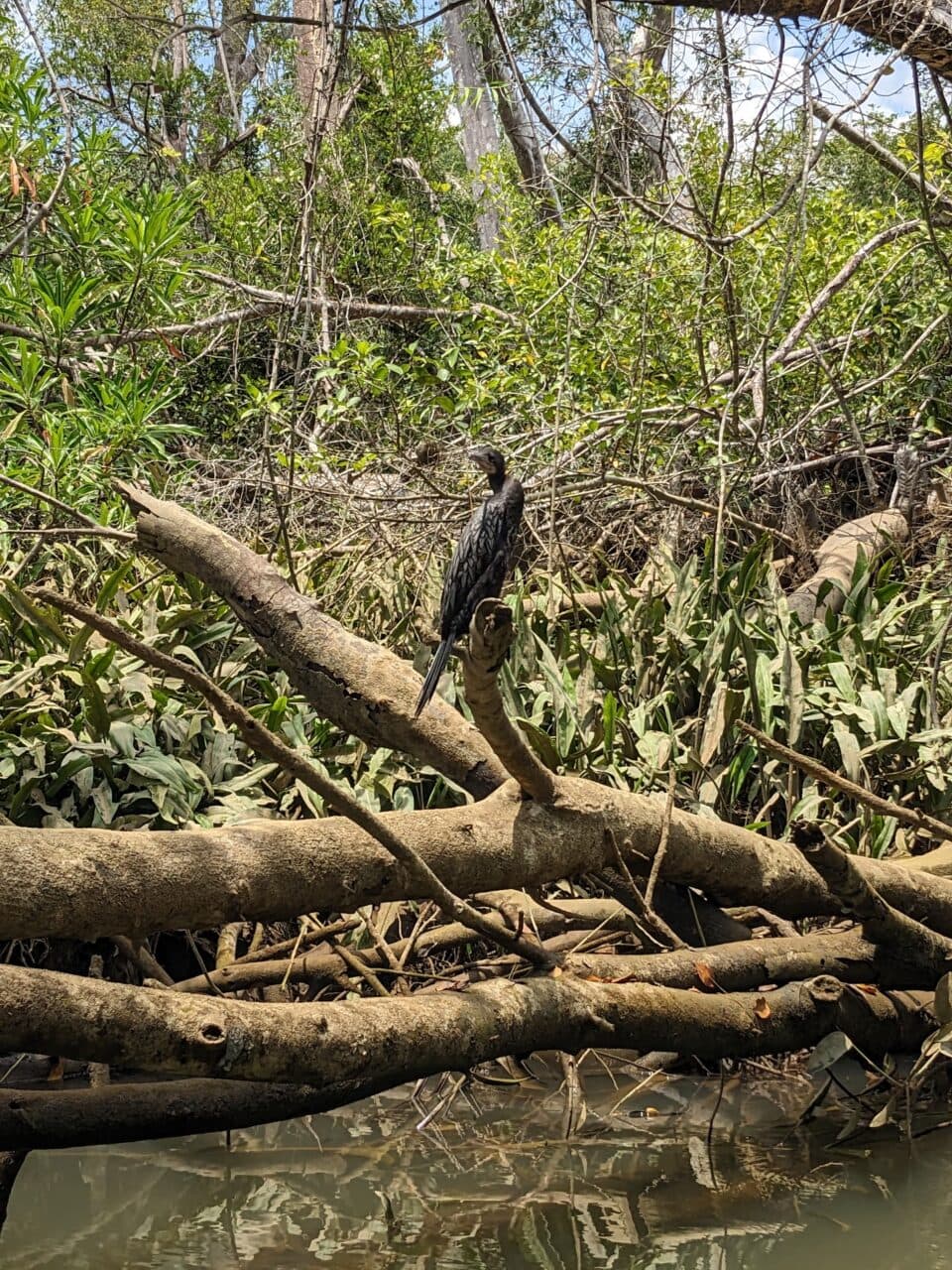 A black bird sitting on a branch on Thai Amazon, Khao Sok Park.