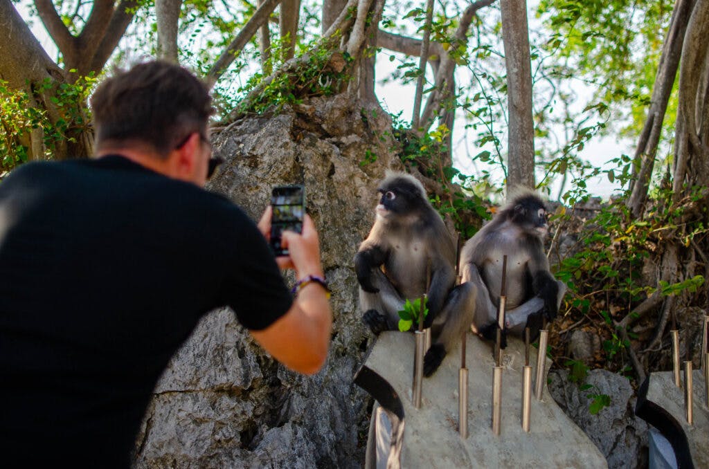 2 monkeys sitting on a rock in prachuap khiri khan. A man takes a photo of them with a phone.