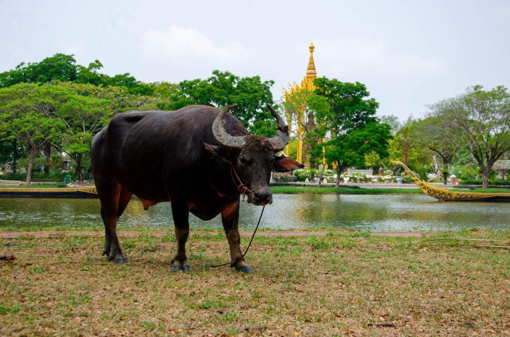 Bawół stoi na polu, przy świątyni w Ancient city, w Bangkoku. 