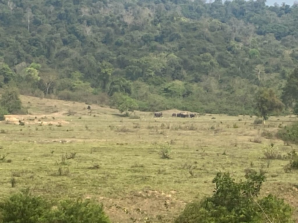 Wild elephants in Kui Buri Park, Thailand. 