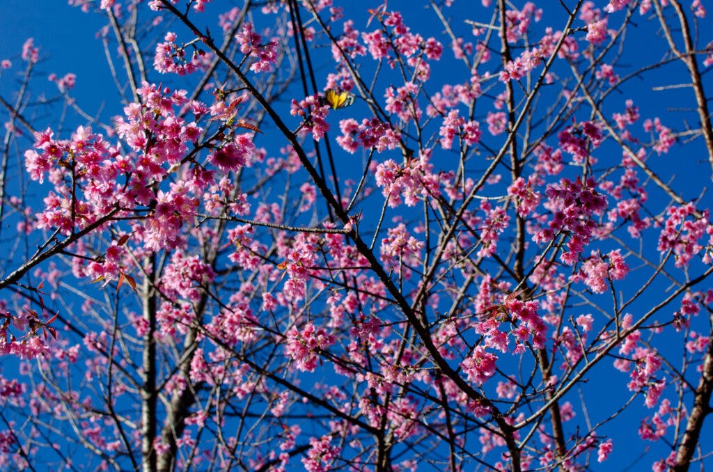 Cherry blossoms, chiang rai. 