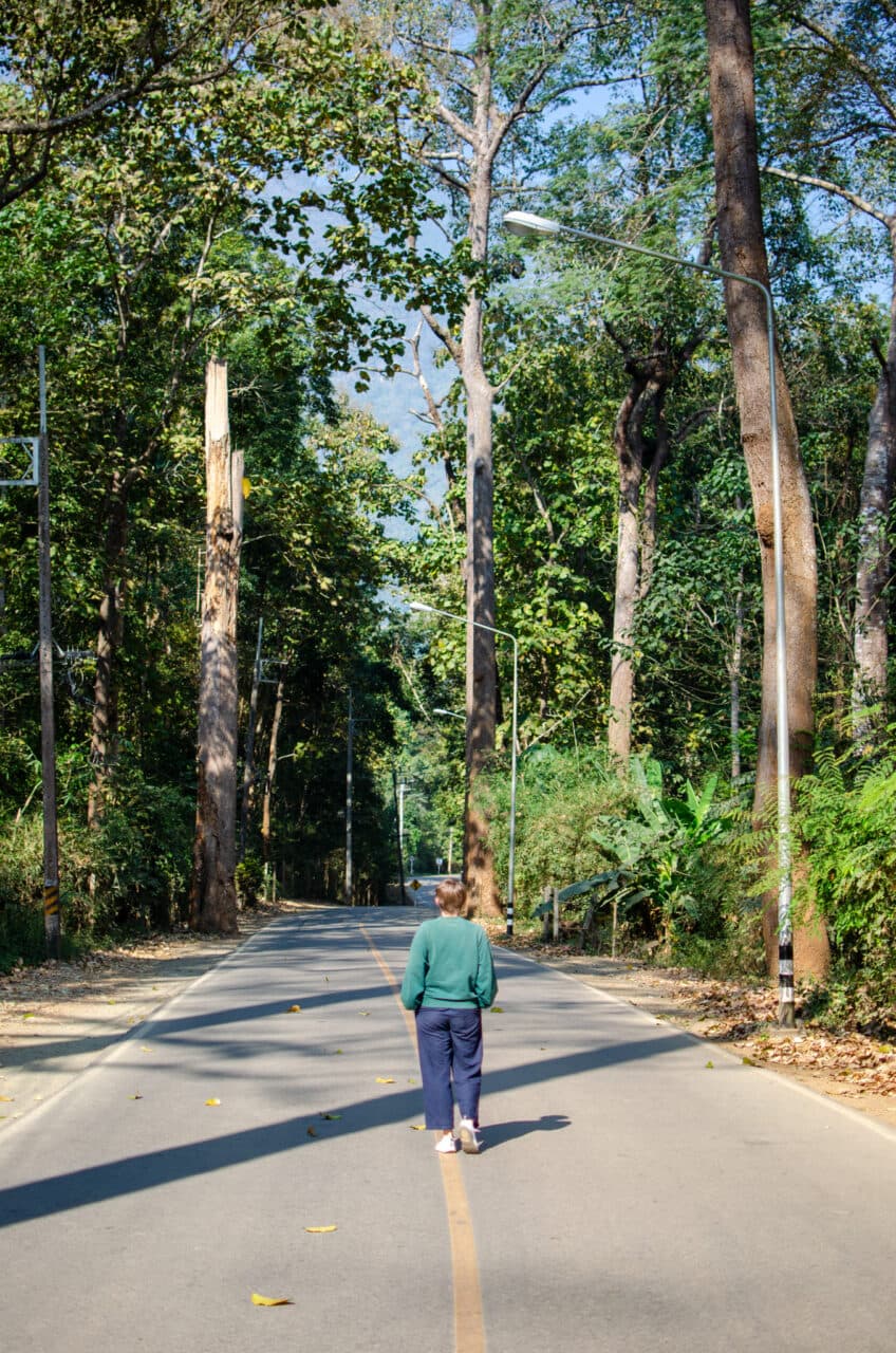 Giant trees, chiang dao