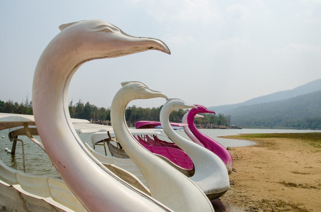 Swan-themed pedal boats at Huay Tung Tao Lake