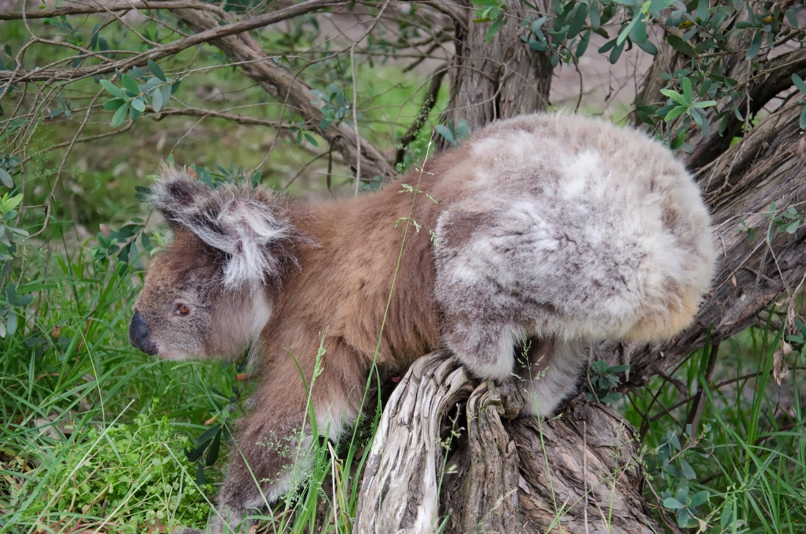 Places to see koalas and kangaroos around Melbourne The Blond Travels