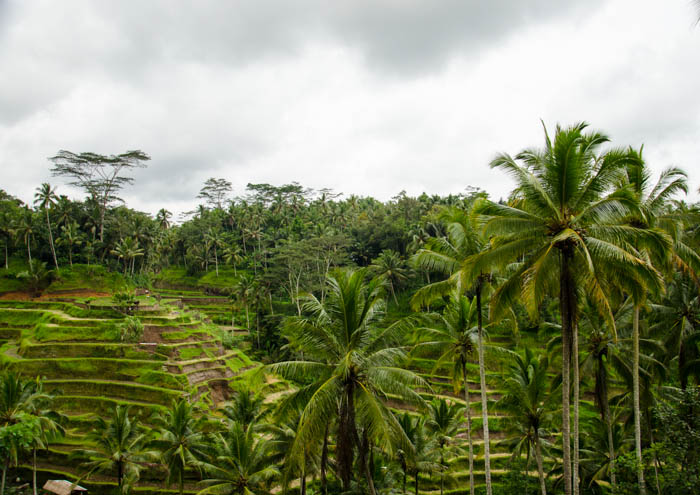 Rice fields, Bali