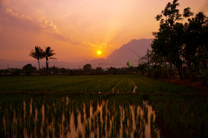 sunset in chiang dao on a rice fields
