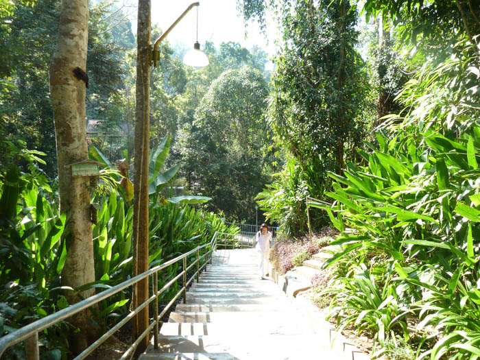 The stairs are surrounded by a lush forest