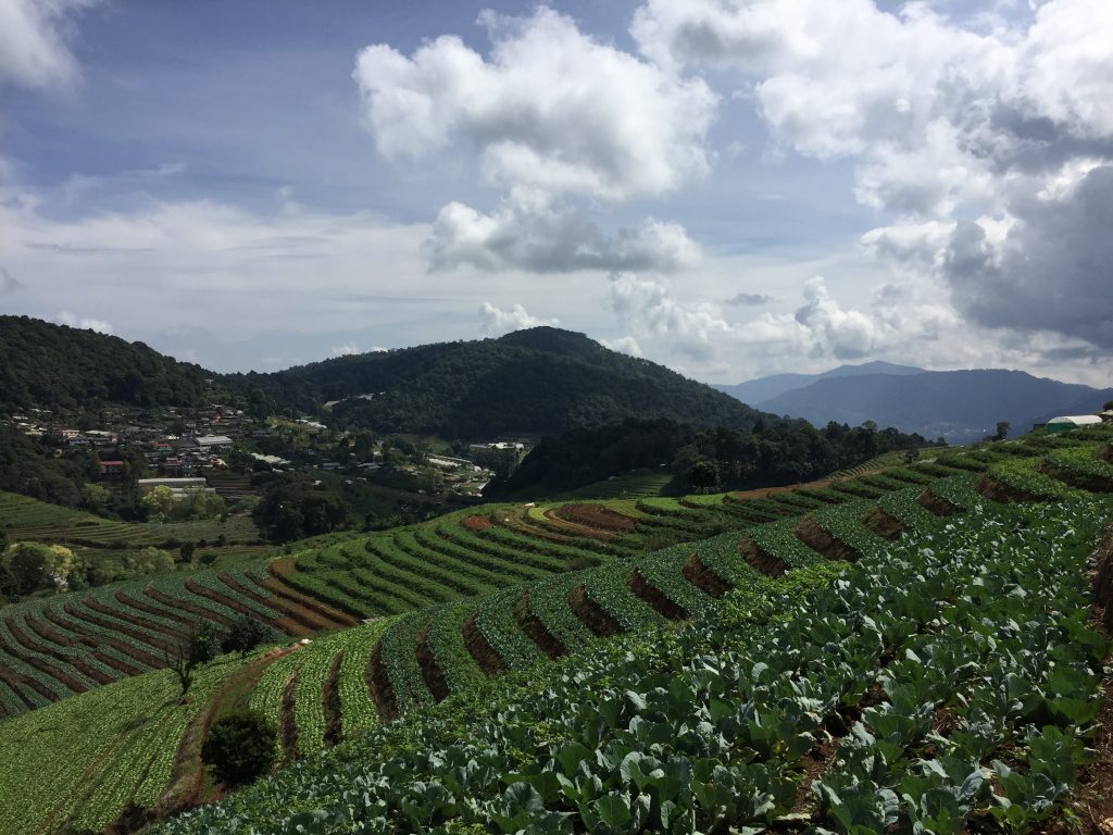 Nong Hoi Royal Project helps the hill tribes in farming fruits such as strawberries, which they wouldn't normally farm. 