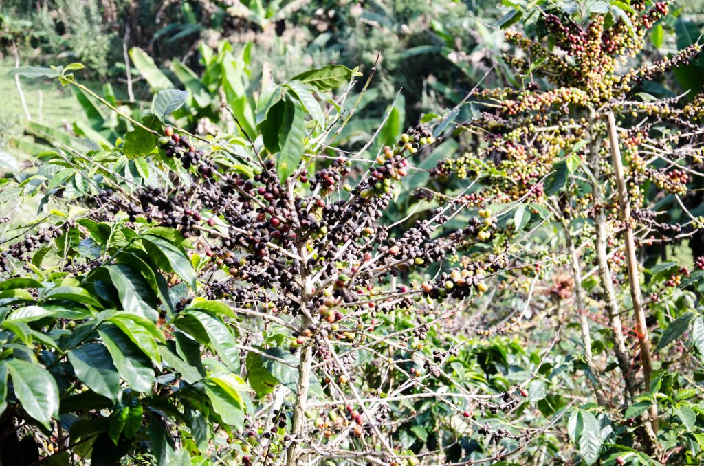 Unripe coffee