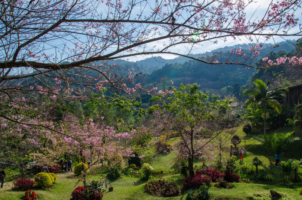 Cherry blossoms in a beautiful mountain panorama