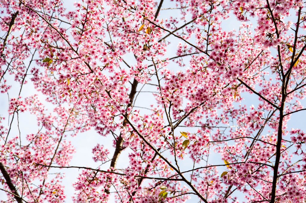 Cherry blossoms in covering the sky