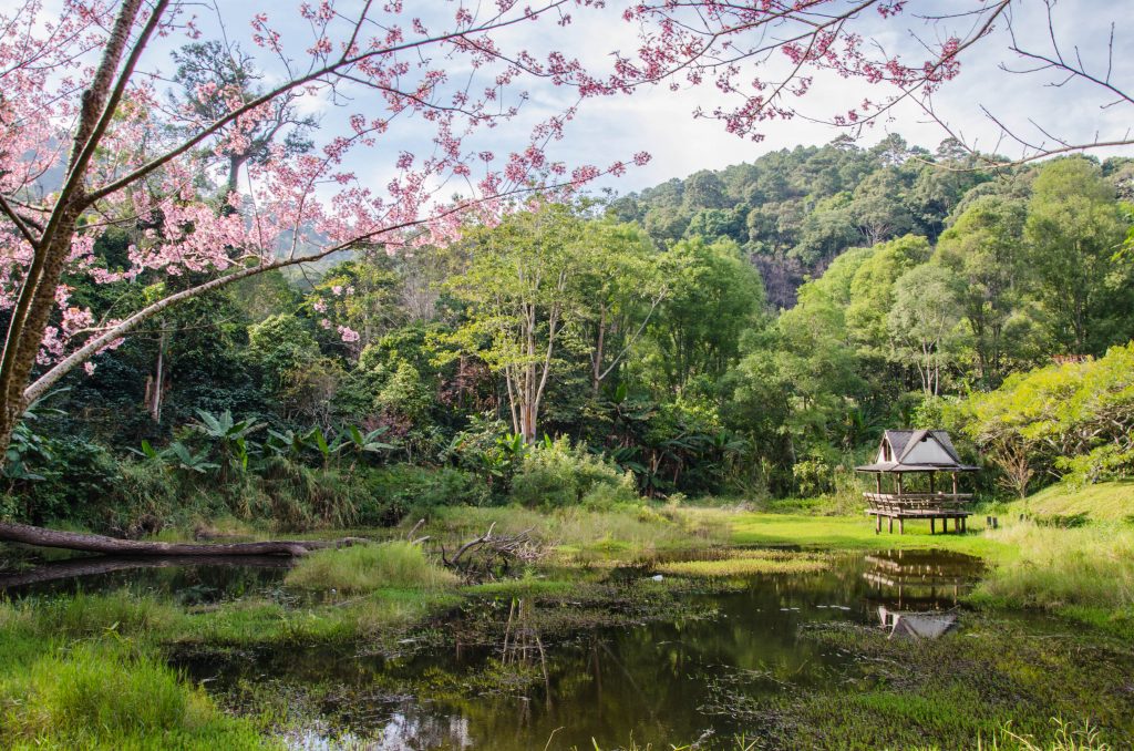 Cherry blossoms at a pond