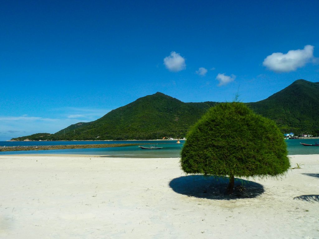 Malibu Beach is surrounded by mountains and only here you can see these funny looking trees