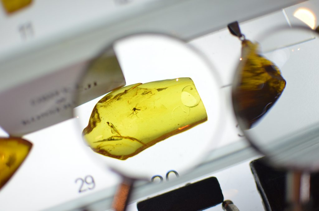 Mosquito trapped in amber