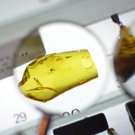 Mosquito trapped in amber