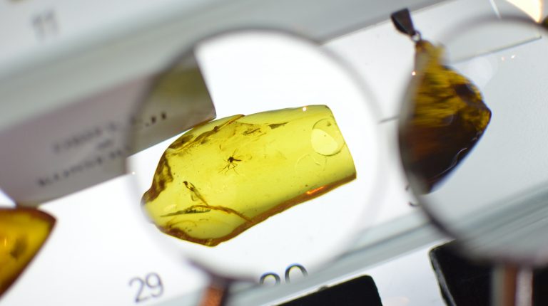 Mosquito trapped in amber