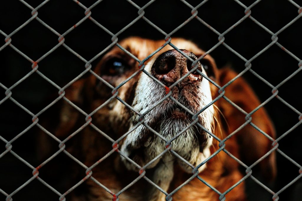 animal-welfare-1116203_1920