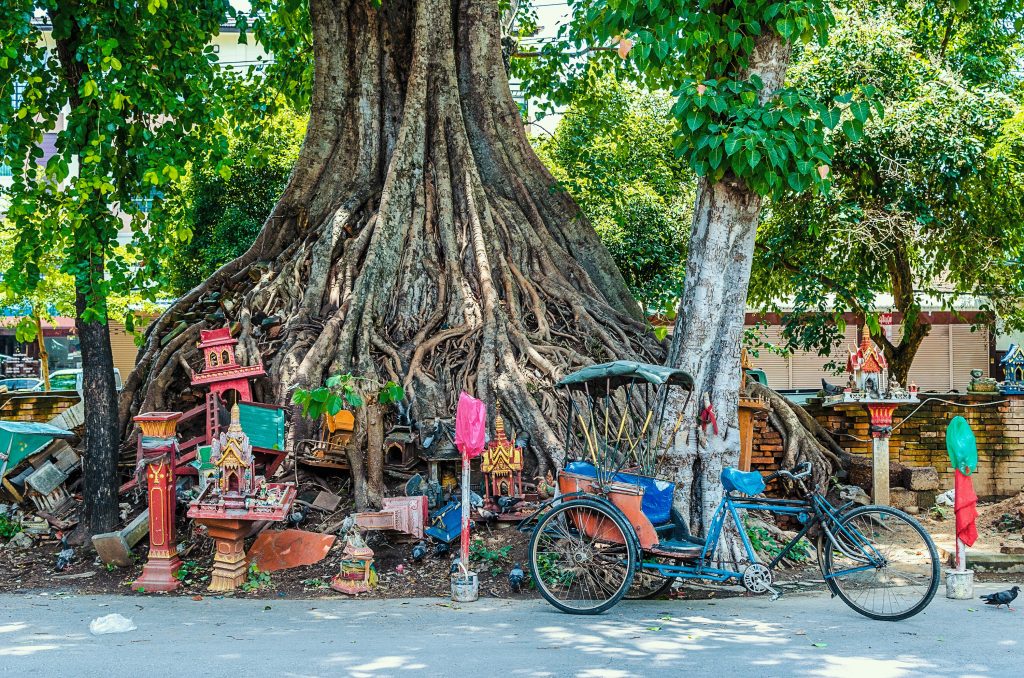 Drzewo lamphun