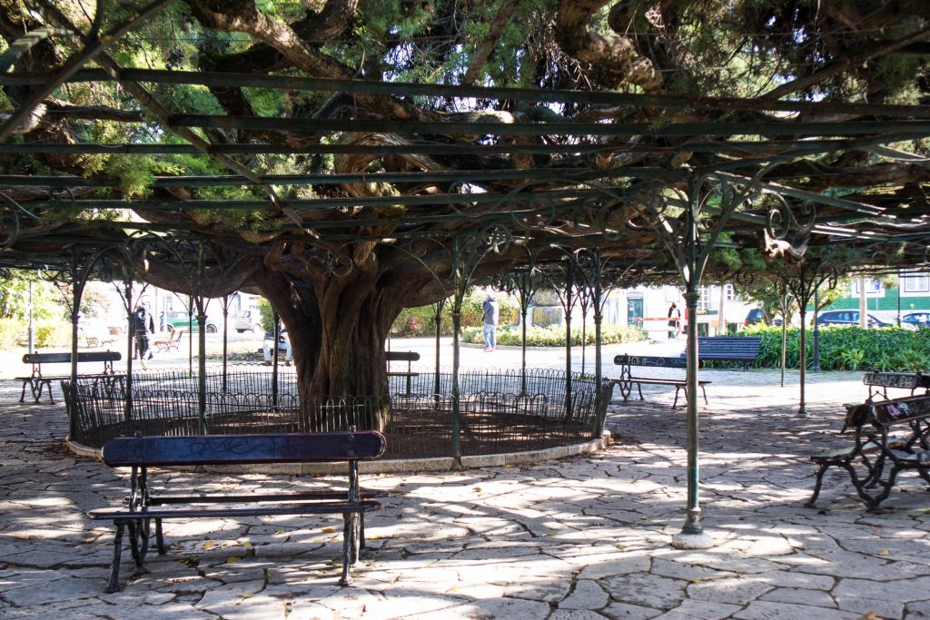a big tree in lisbon