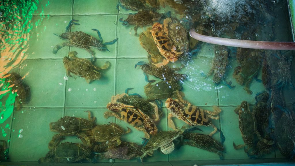 seafood in an aquarium in a restaurant in rayong