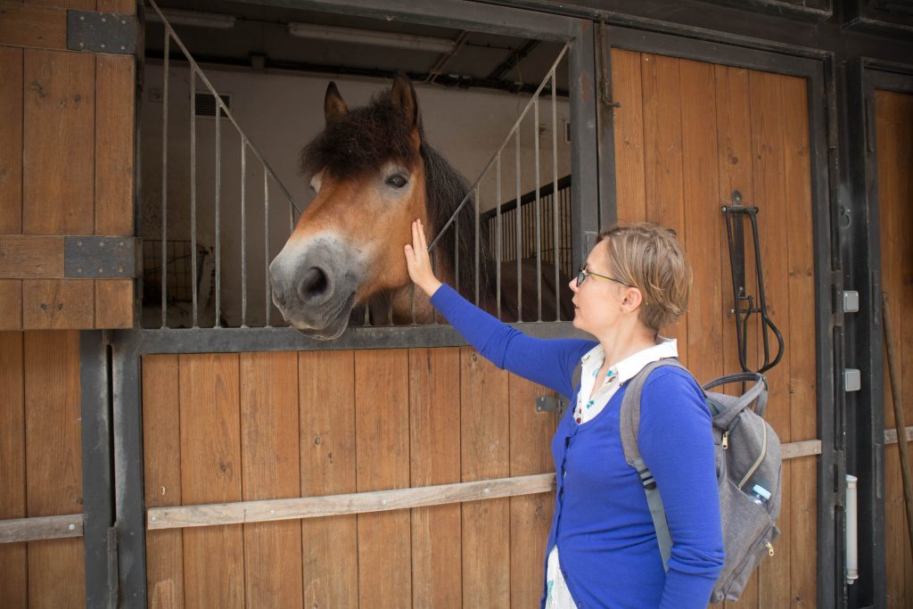 a horse in stables in sintra near the pena palace