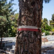 a polish flag on the cemetery in iran
