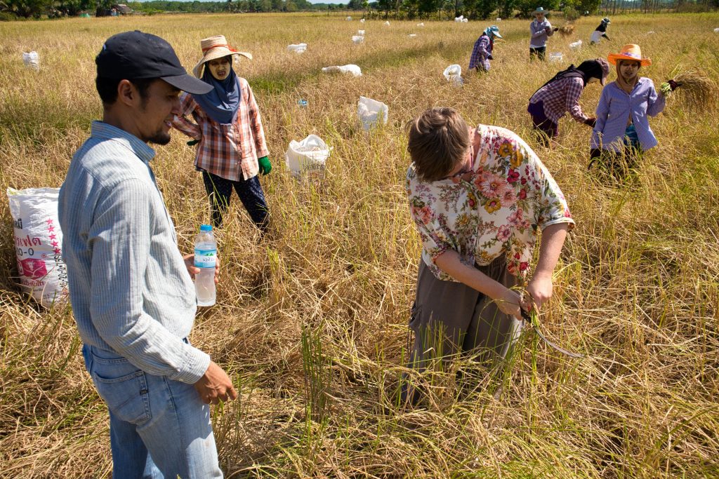 a tourist woman cuts rice on a rice field with thai women watching and a thai man speaking to her