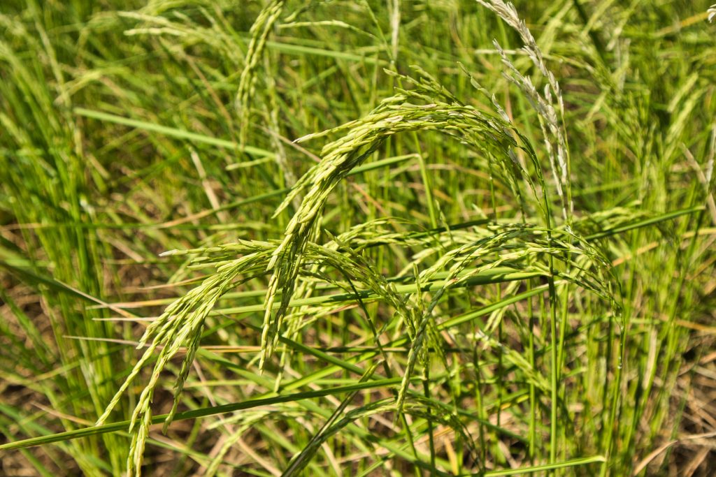 green and yellow rice wheat growing on koh klang, krabi, thailand. 