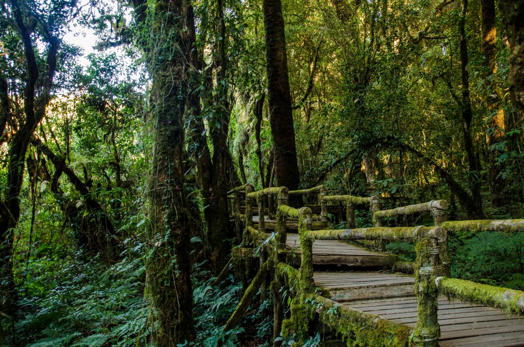 Moss trail at Doi Inthanon National Park